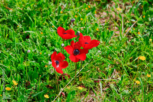 Photo: Poppy Poppy