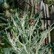 Artichoke purple