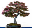 Roter Fächerahorn als Bonsai