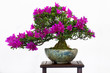 Blütenbonsai Satsuki-Azalee
