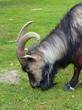 Foto: Ziegenbock - fressend Ziegenbock - fressend