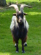Foto: Ziegenbock - frontal Ziegenbock - frontal