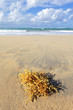 seaweed on a cara•bean beach in summer