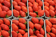étal de fraises au marché étal de fraises au marché