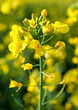 Photo: yellow flowers yellow flowers