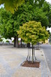 Trees on a town square