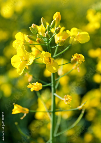 Photo: yellow flowers yellow flowers