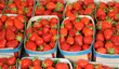 étal de fraises au marché étal de fraises au marché