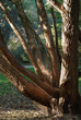 trunk of tree in autumn park