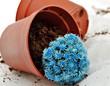 Pequeño cactus azul