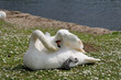 Swan