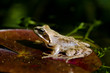 moorfrosch