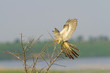 Common Cuckoo on the bush  /  Cuculus canorus