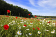 Foto: Sommerwiese auf der Insel Rügen Sommerwiese auf der Insel Rügen