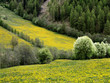 Foto: Blühende Bergwiesen Blühende Bergwiesen