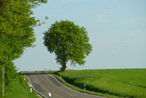 Foto: Baum an der Straße Baum an der Straße