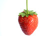 Fragola