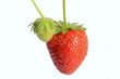 Fragola