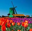 Foto: windmill in holland windmill in holland