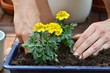 Blume frisch im Blumenkasten
