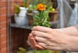 Blume vor dem Einpflanzen