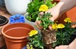 Blume wird eingepflanzt