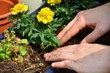 Blumen einpflanzen