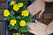 Blumenbalkonkasten