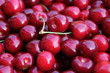 Cerises Cerises