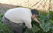 Foto: recogiendo verduras en el huerto recogiendo verduras en el huerto