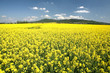A field with flowering yellow oilseed rapeseed A field with flowering yellow oilseed rapeseed