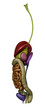 Female abdominal organs - right lateral view