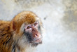 Monkey Begging For Food