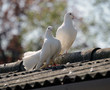 Photo: Male and Female White Doves Male and Female White Doves