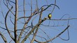 Yellow Wagtail Yellow Wagtail