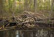 Beaver damming in forest