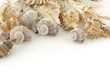 Sea shells background