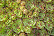 Hauswurz - Sempervivum