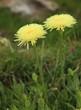 fleurs de piloselle