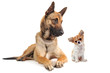 malinois et chiot chihuahua malinois et chiot chihuahua
