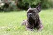 bouledogue français