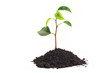 ����: green sprout on white background � draw05 #32528598