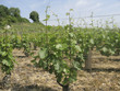 Photo: Pinot Noir vineyard Pinot Noir vineyard