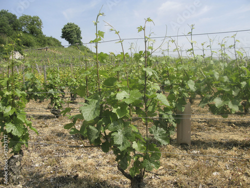 Photo: Pinot Noir vineyard Pinot Noir vineyard