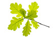 Eiche Eichenblatt Baum