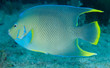 Blue Angelfish on a reef in south east Florida.