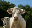 vache