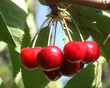 Grapillons de cerises Grapillons de cerises