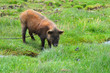 Schwein