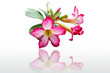 Pink hibiscus on white background Pink hibiscus on white background